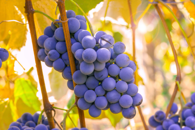 Article11 Grapes